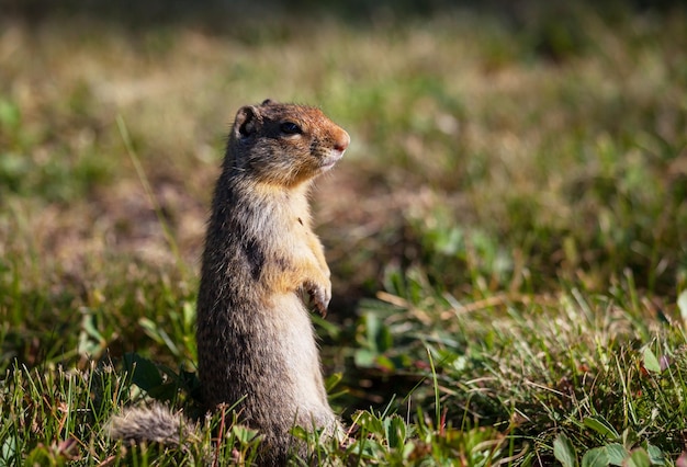 Gopher – Free Download Stock Photo