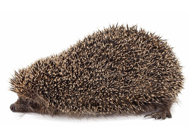 Common Hedgehog (Erinaceus europaeus) Isolated on White Background – Free Stock Photo Download