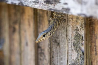 Reptile Crawling Through a Hole in a Fence – Free Download