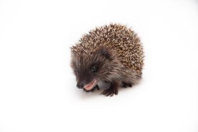 Adorable European Hedgehog on a White Studio Background – Free Download