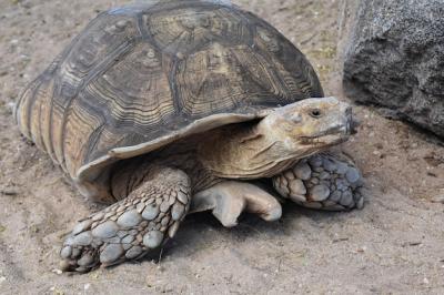 Large Wild Tortoise with Robust Shell – Free Stock Photo for Download