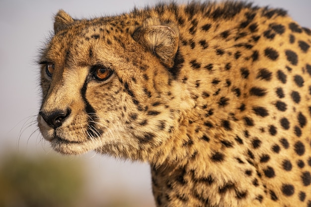 Closeup Shot of a Leopard in South Africa – Download Free Stock Photo