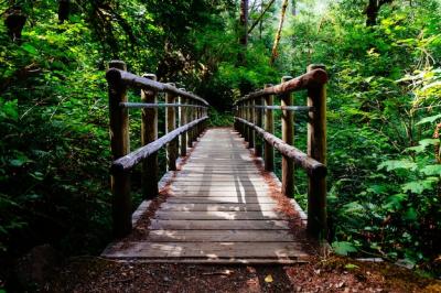 Wooden Bridge Surrounded by Lush Greenery – Free Download