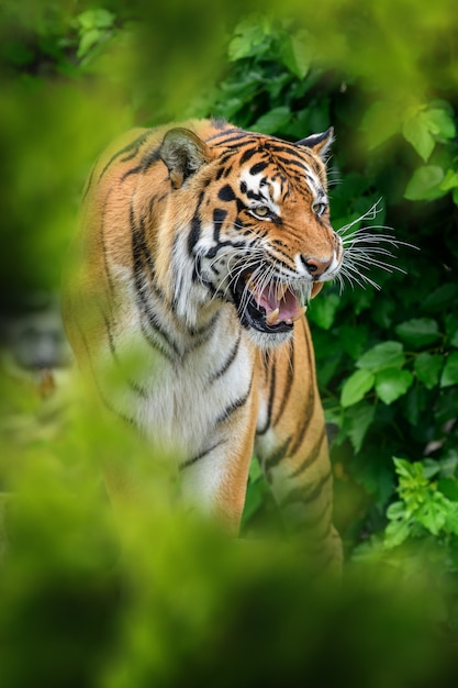 Tiger in Natural Habitat: Hidden in the Forest – Free Stock Photo, Download Free