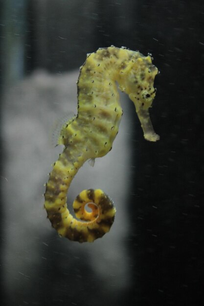 Close-up Sea Horse: Free Stock Photo for Download