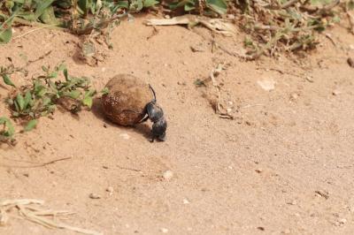 Black Dung Beetle Carrying Mud – Free Stock Photo for Download