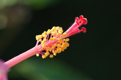 Hibiscus Flower Macro – Free Stock Photo for Download