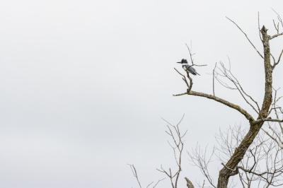 Woodpecker on Tree Branch Under Cloudy Sky – Free Stock Photo Download