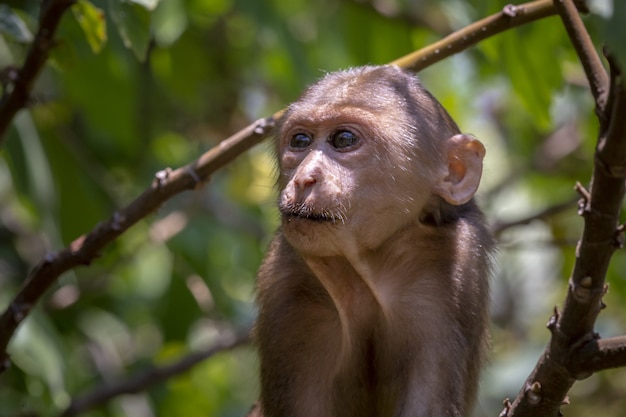 Close-Up of a Monkey in a Forest Tree – Free Stock Photo for Download