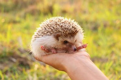 Adorable Hedgehog Held in Hand – Free Stock Photo, Download for Free