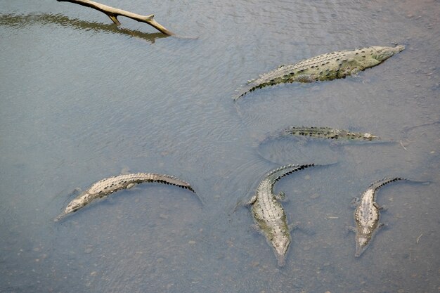 Scary Giant Alligators Swimming in the Lake – Free Stock Photo Download