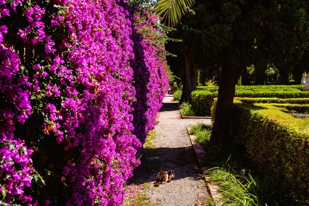 Purple Flowering Plants in Park – Free Stock Photo for Download