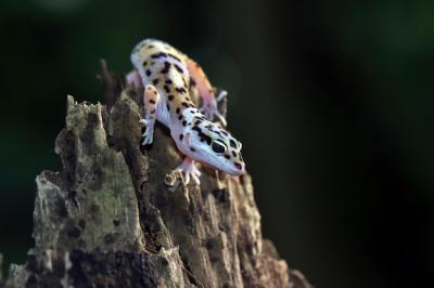 Leopard Gecko Closeup on Wood: Captivating Look for Prey – Free Download