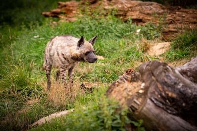 Brown Hyena in Natural Habitat at Zoo – Beautiful Canine for Free Download