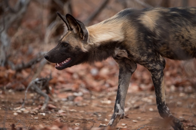 Closeup Shot of an African Wild Dog Ready to Hunt – Free Stock Photo for Download