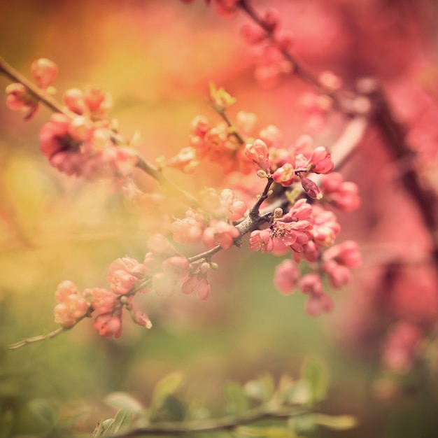 Close-Up of Spring Flowers on the Tree – Free Stock Photo for Download