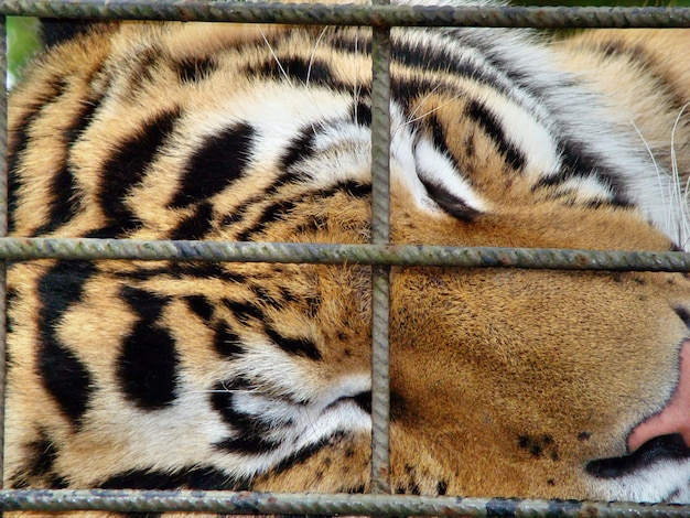 Closeup View of a Tiger Sleeping in a Cage – Free Stock Photo for Download