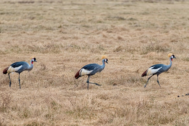 Grey-crowned Cranes in Sunlit Grasslands | Free Stock Photo Download