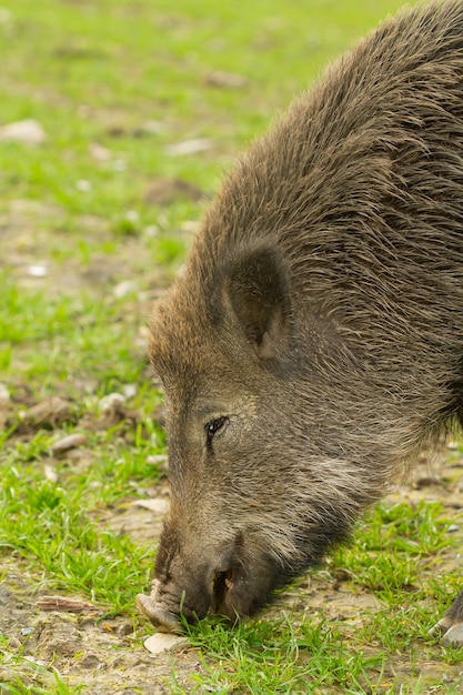 Wild Boar foraging in Nature – Free Stock Photo, Download Free