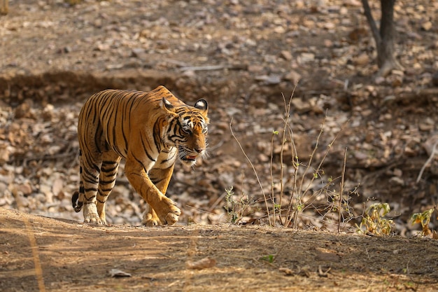 Tiger in Its Natural Habitat – Free Stock Photo for Download