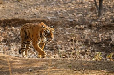 Tiger in Its Natural Habitat – Free Stock Photo for Download