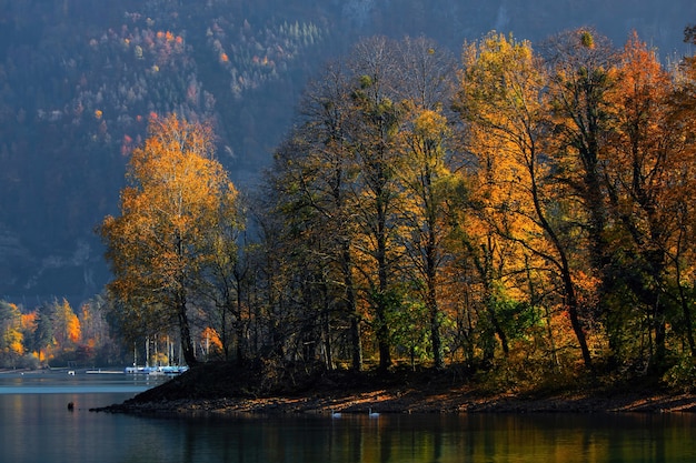 Green-leafed Trees by the Water – Free Stock Photo, Download Free Stock Photo