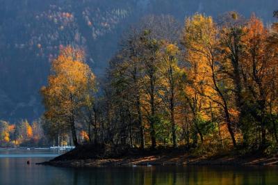 Green-leafed Trees by the Water – Free Stock Photo, Download Free Stock Photo