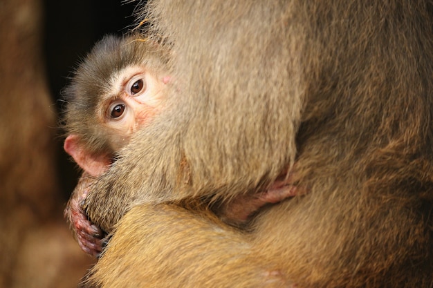 Majestic Hamadryas Baboon in Captivity – Free Stock Photo for Download