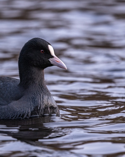 Cute Black Coot Swimming in a Lake – Free Download