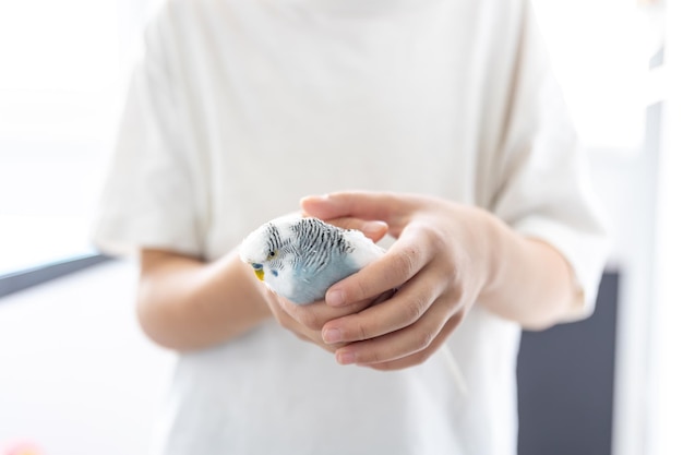 The Girl Holding a Blue and White Wavy Parrot – Free Download