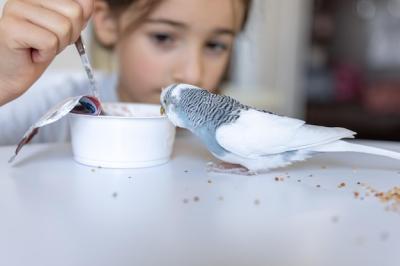 Beautiful Little Girl Playing with White and Blue Budgie – Free Stock Photo, Download Free