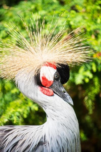 Elegant Crane with a Large Feathery Crown – Free Download