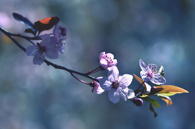 Beautiful Flowering Japanese Cherry Sakura – Outdoor Natural Blurred Background for Free Download