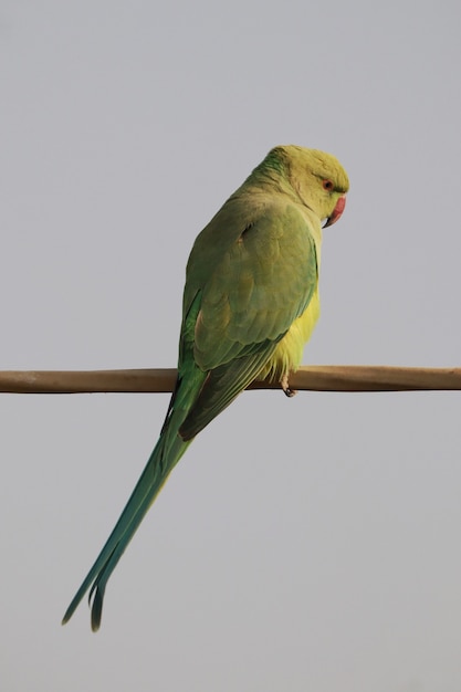 Rose-Ringed Parakeet Perched Outdoors – Free Stock Photo, Download for Free