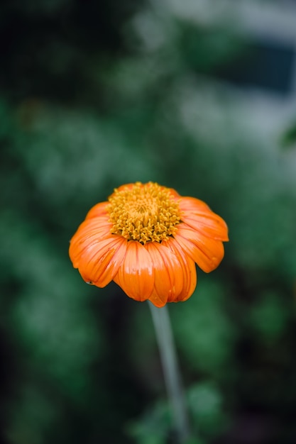 Beautiful Flower in a Garden – Free Stock Photo, Download for Free