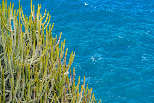 Large Cactus with Thorns Overlooking the Ocean – Free Download