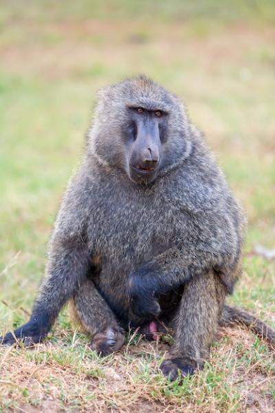 Baboon – Free Stock Photos for Download