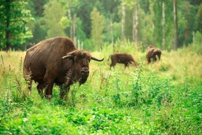 European Bison in a Summer Landscape at Russian National Park – Free Stock Photo for Download