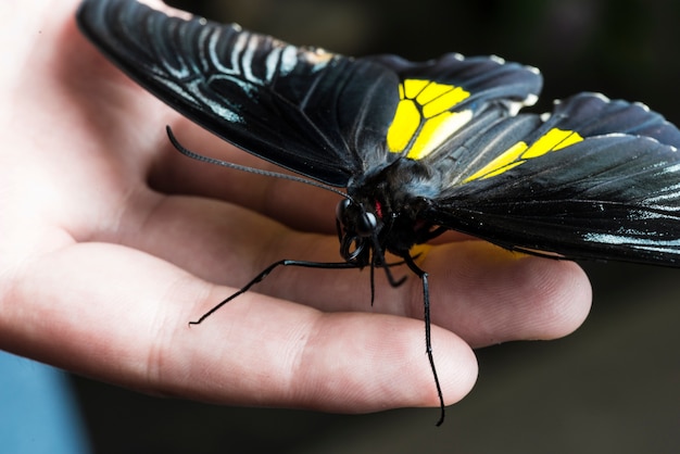 Black Butterfly on a Hand – Free Stock Photo for Download