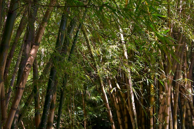 Tropical Bamboo Forest in Daylight – Free Stock Photo, Download for Free