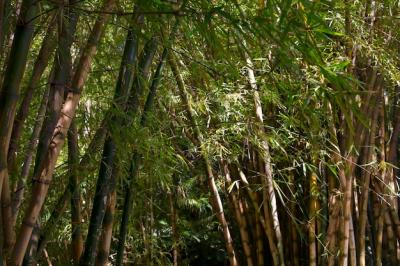 Tropical Bamboo Forest in Daylight – Free Stock Photo, Download for Free