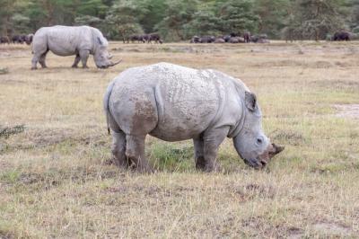 Rhinos on the Savanna – Free Stock Photo for Download