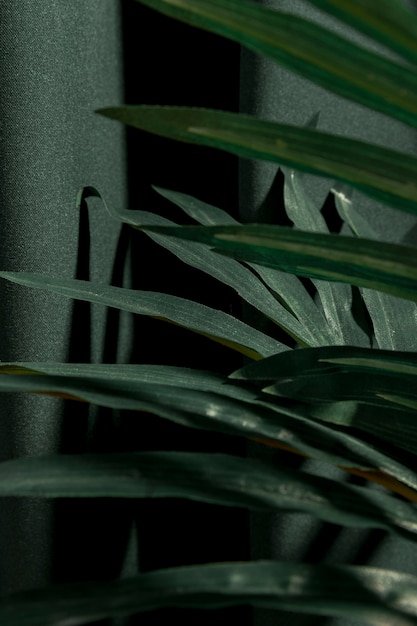 Close Up of Sideways Palm Tree Leaves – Free Stock Photo for Download