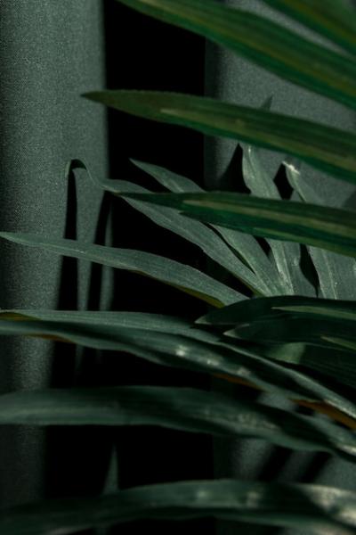 Close Up of Sideways Palm Tree Leaves – Free Stock Photo for Download