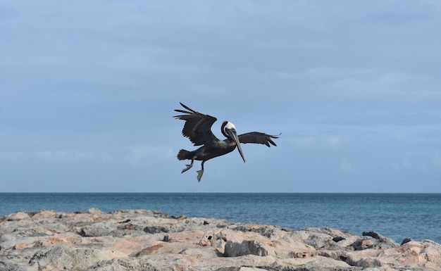 Cute Pelican Flying onto a Jetty in Aruba – Free Stock Photo, Download Free