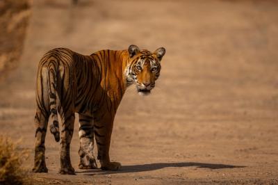 Amazing Tiger in Natural Habitat – Free Stock Photo for Download