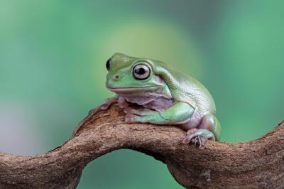 Dumpy Frog (Litoria Caerulea) on Green Leaves – Closeup of Tree Frog on Branch – Free Download