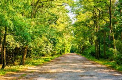 Summer Forest Road Surrounded by Green Trees – Free Download