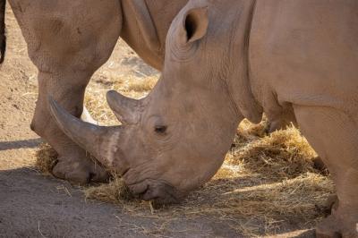 Rhinoceros Closeup: Horn and Textured Skin – Free Stock Photo for Download