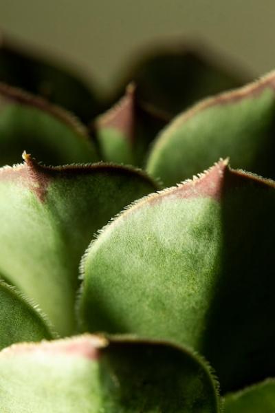 Close-up of Succulent Plant – Free Download